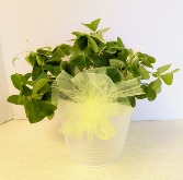 SOLD  6" Shamrock Plant  NFS-P98