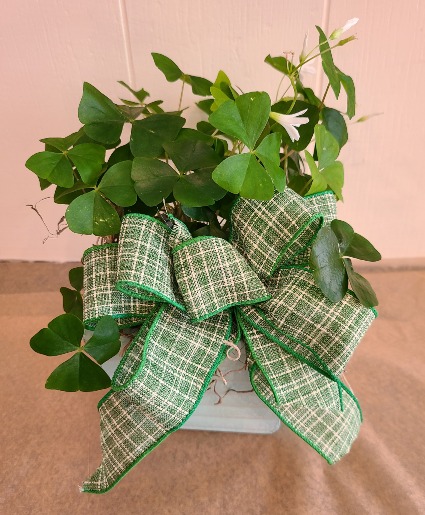 Shamrock Plant Plant