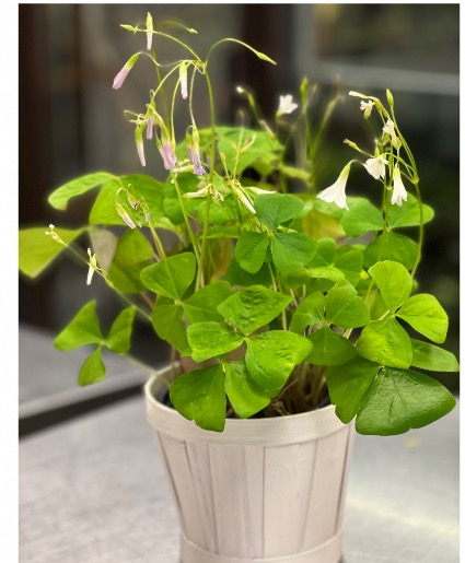Shamrock Plant Saint Patricks Day 