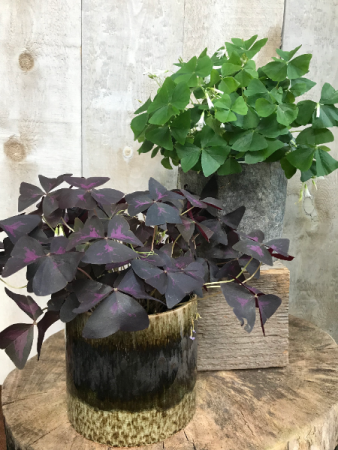 Shamrocks Oxalis plants
