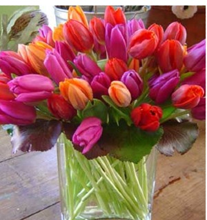 she loves tulips  SPRING 