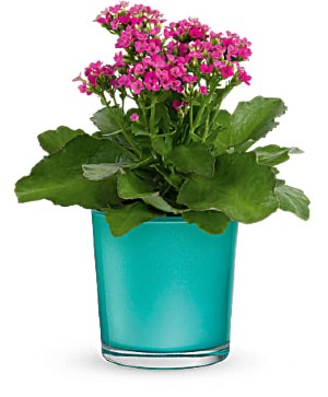 Shimmering Aqua Plant Plant