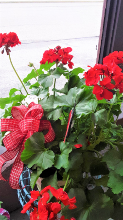 shine bright large pot geranium