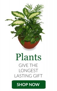 Shop Plants 
