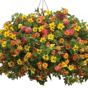Summer Breeze -- 12" Hanging Basket 