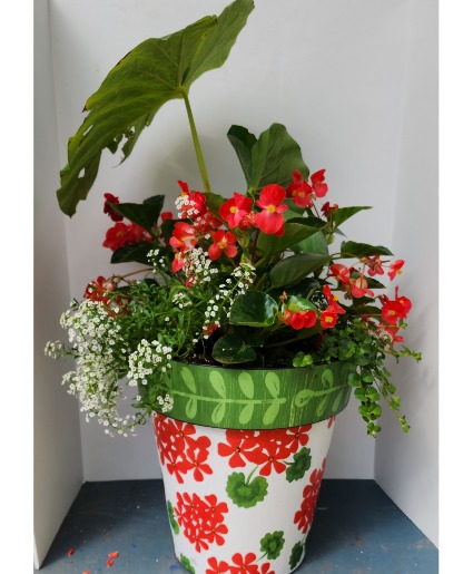 Showstopper XLarge Geranium Mixed Combination Pot