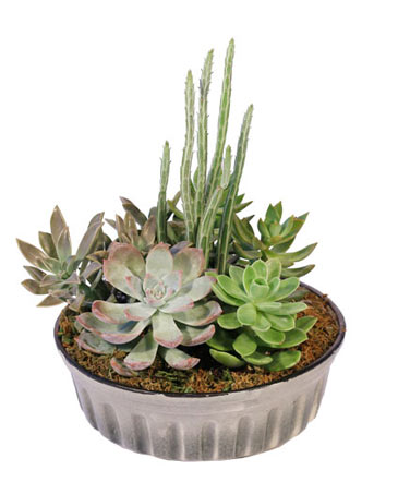 Showstopping Succulents Dish Garden in Dushore, PA | Franklin's Small Town Flowers