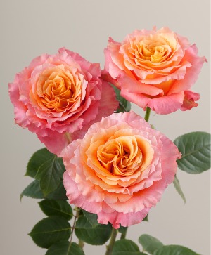 Signature Roses - Free Spirit Vase in Gahanna, OH - EXPRESSIONS