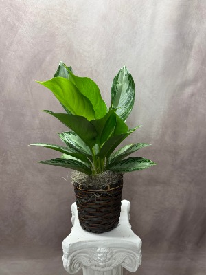 Silver Bay Aglaonema Houseplant