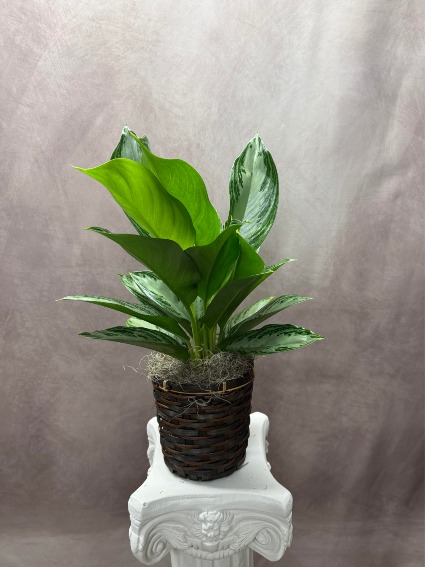 Silver Bay Aglaonema Houseplant