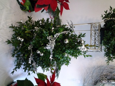 Silver Boxwood Tree Boxwood Tree