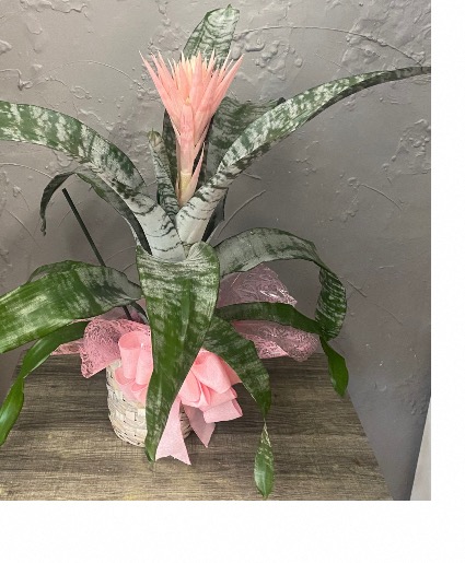 Silver Leaf Fasciata Plant