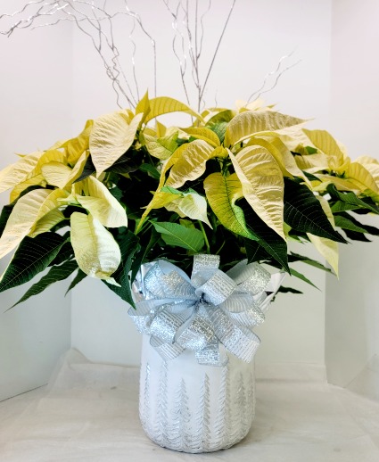 Silver Pines Poinsettia Plant 
