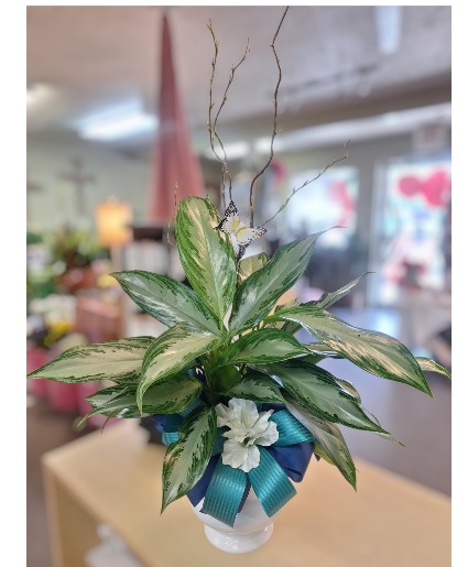 Silver Queen Plant