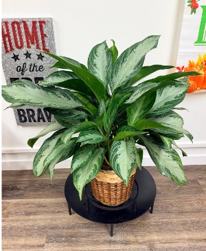 Silver Queen Plant 
