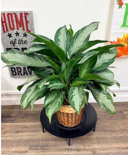 Silver Queen Plant 