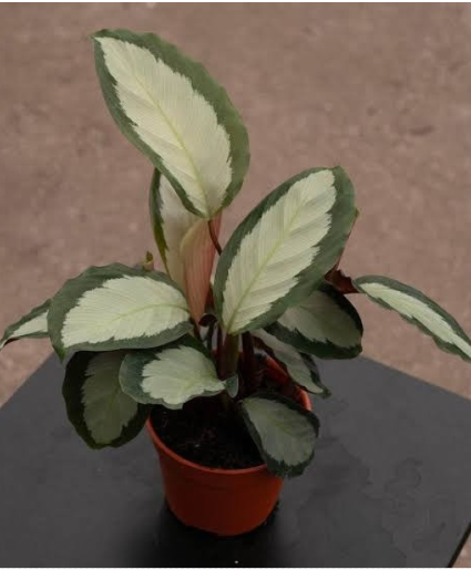 Silver Variegated Calathea 6" plant