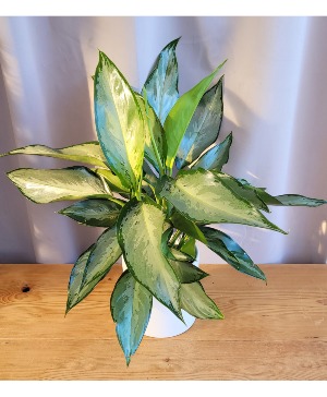 "Silverado" aglaonema House Plant