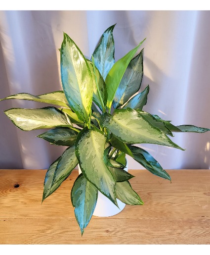 Silverado" aglaonema House Plant in Rockford, IL - Pepper Creek
