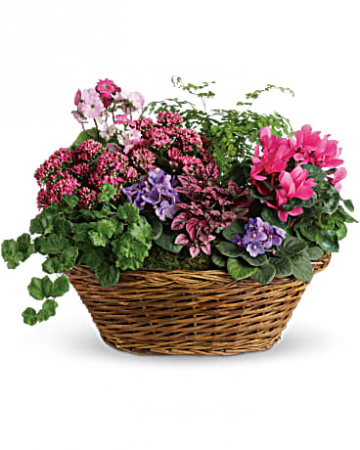 Simply chic mix plant 