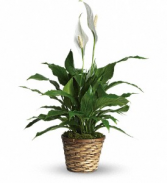 Simply Elegant - 105 6" Peace lily