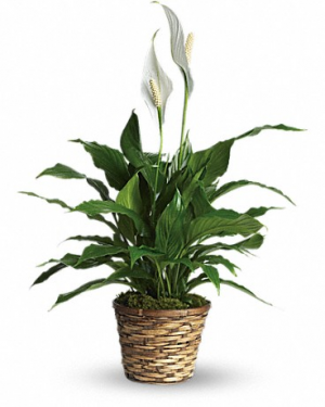 Simply Elegant Spathiphyllum T105-2 
