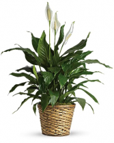  Simply Elegant Spathiphyllum 