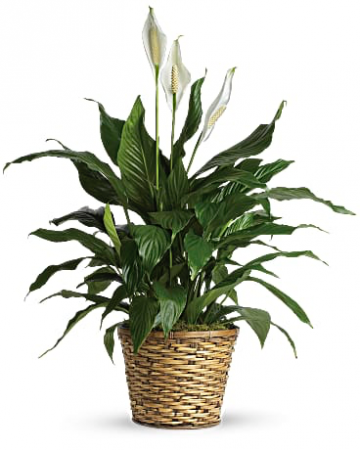  Simply Elegant Spathiphyllum 