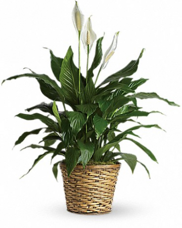 Simply Elegant Spathiphyllum Plant in Johns Creek, GA | Flower Story