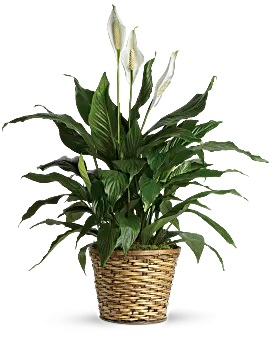 Simply Elegant Spathiphyllum - Medium Plant