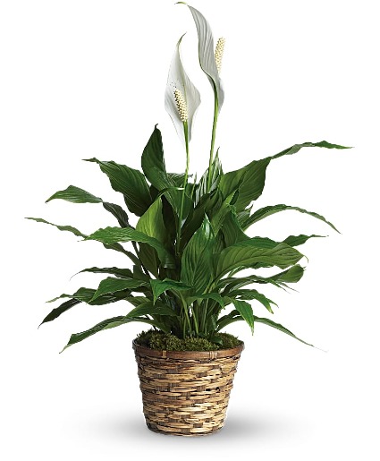 Simply Elegant Spathiphyllum (Peace Lily) 
