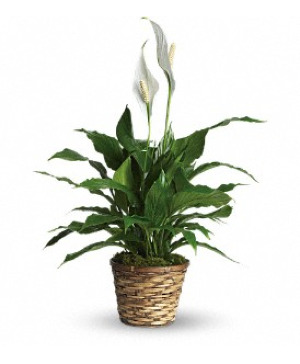 Simply Elegant Spathiphyllum Small 