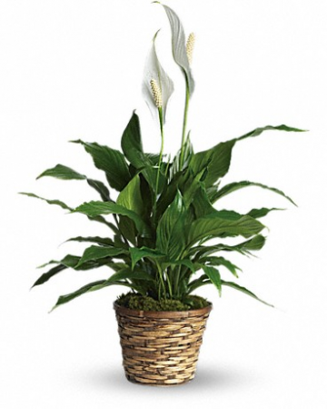 Simply Elegant Spathiphyllum T105-1 