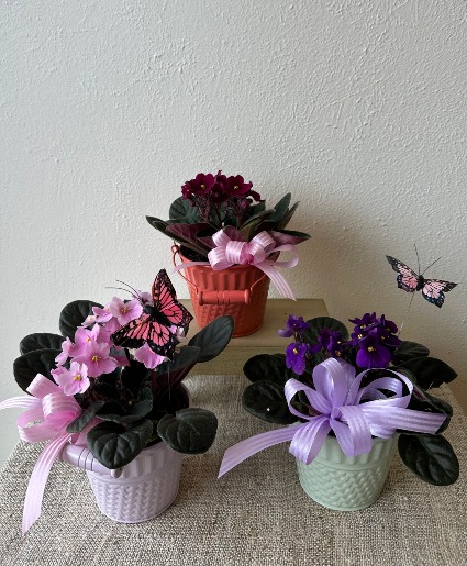 Single African Violet 
