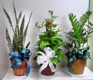Single Green Plants Green Plants