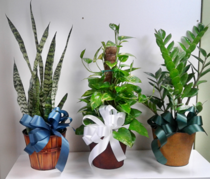 Single Green Plants Green Plants