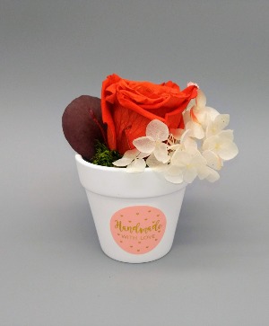 Single Orange Preserved Rose 