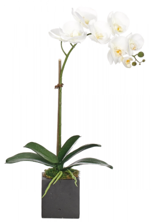Single orchid in black or white ceramic 