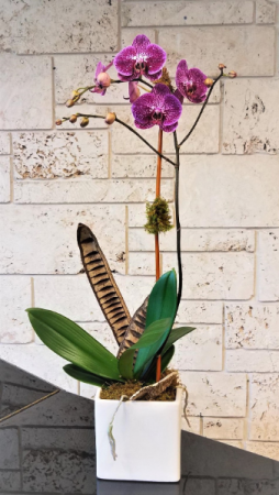 Single Orchid Plant