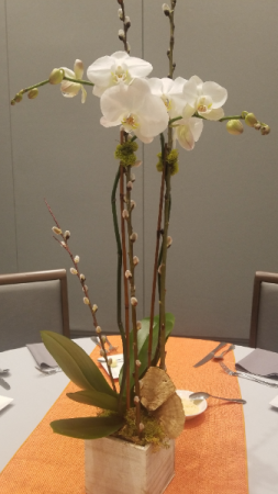 Single or Double spike Orchid Plant Plant