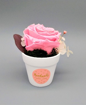 Single Pink Preserved Rose 