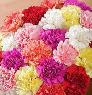 add a stem carnation 