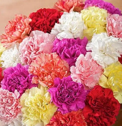 add a stem carnation 