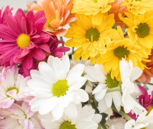 add a stem Daisy 