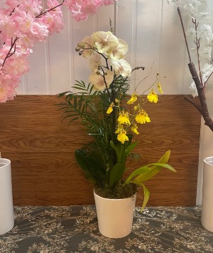 Single-stem orchid  