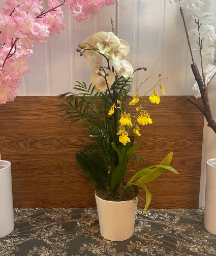 Single-stem orchid  