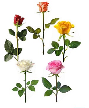 add a stem Rose (choose color in notes) 