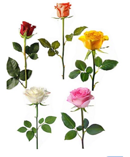 add a stem Rose (choose color in notes) 