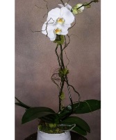 Single stem white orchid plant  Blooming plant