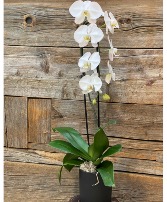 Single Water Fall   Orchid 